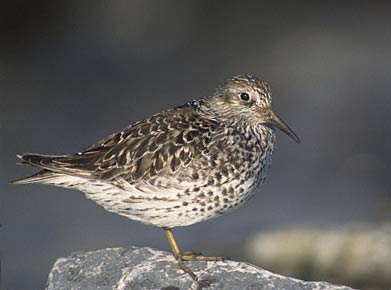 Purple Sandpiper (Calidris maritima) photo image