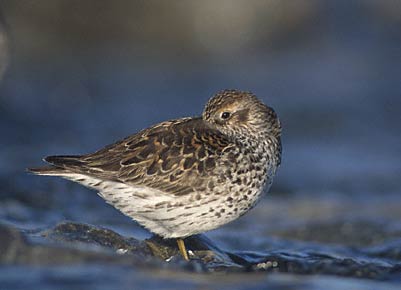 Purple Sandpiper (Calidris maritima) photo image