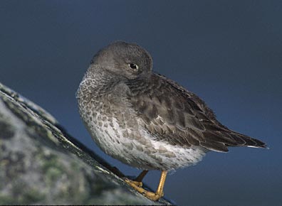 Purple Sandpiper (Calidris maritima) photo image