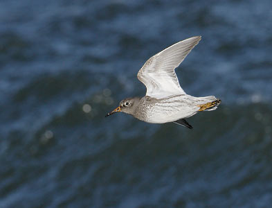 Purple Sandpiper (Calidris maritima) photo image