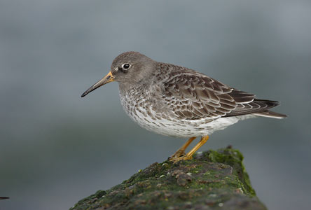 Purple Sandpiper (Calidris maritima) photo image