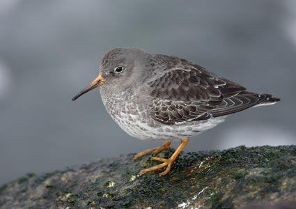 Purple Sandpiper (Calidris maritima) photo image