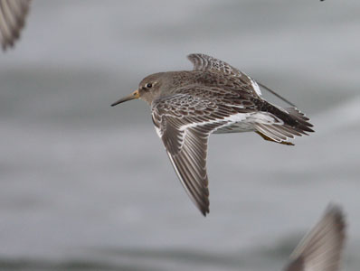 Purple Sandpiper (Calidris maritima) photo image