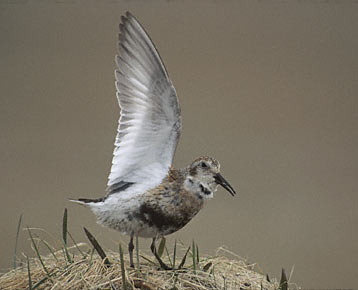 Rock Sandpiper (Calidris ptilocnemis) photo image