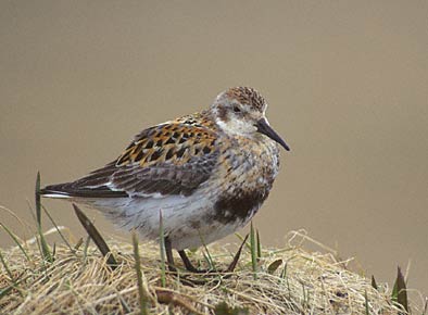 Rock Sandpiper (Calidris ptilocnemis) photo image