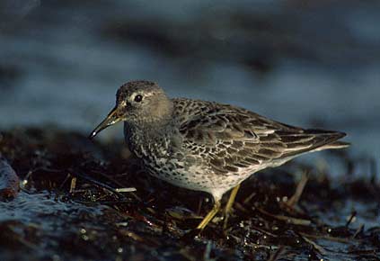 Rock Sandpiper (Calidris ptilocnemis) photo image