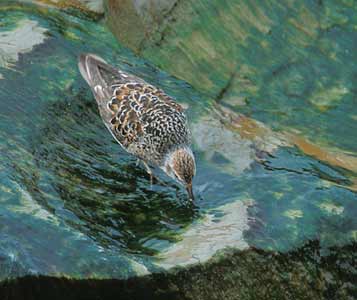 Rock Sandpiper (Calidris ptilocnemis) photo image