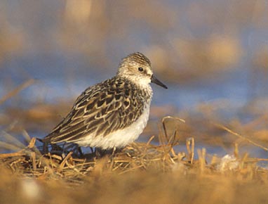 Semipalmated Sandpiper (Calidris pusilla) photo image