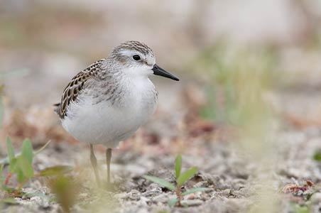 Semipalmated Sandpiper (Calidris pusilla) photo image