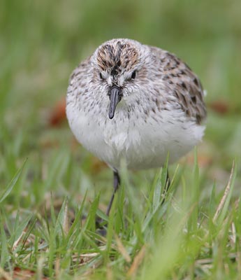 Semipalmated Sandpiper (Calidris pusilla) photo image
