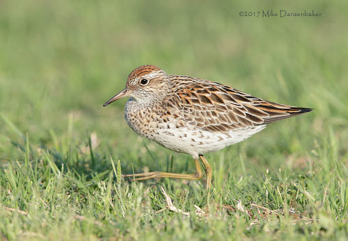 Sharp-tailed Sandpiper (Calidris acuminata) photo