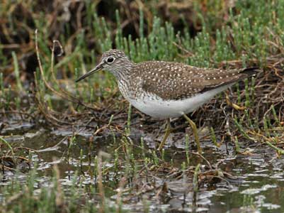 Solitary Sandpiper (Tringa solitaria) photo image