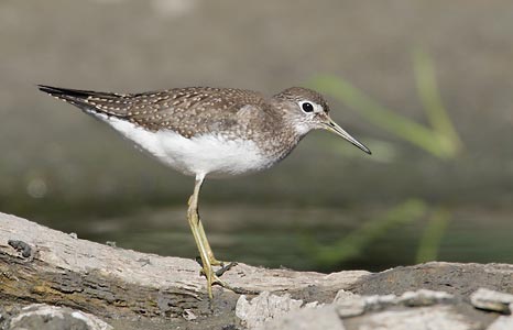 Solitary Sandpiper (Tringa solitaria) photo image