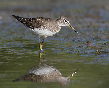 Solitary Sandpiper (Tringa solitaria) photo image