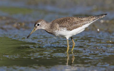 Solitary Sandpiper (Tringa solitaria) photo image