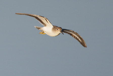 Spotted Sandpiper (Actitis macularius) photo image