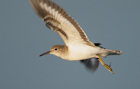 Spotted Sandpiper (Actitis macularius) photo image