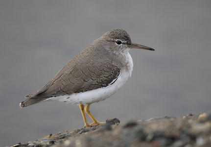 Spotted Sandpiper (Actitis macularius) photo image