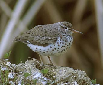 Spotted Sandpiper (Actitis macularius) photo image
