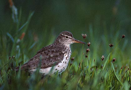 Spotted Sandpiper (Actitis macularius) photo image