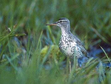 Spotted Sandpiper (Actitis macularius) photo image