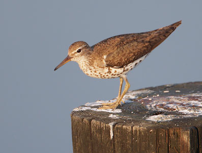 Spotted Sandpiper (Actitis macularius) photo image