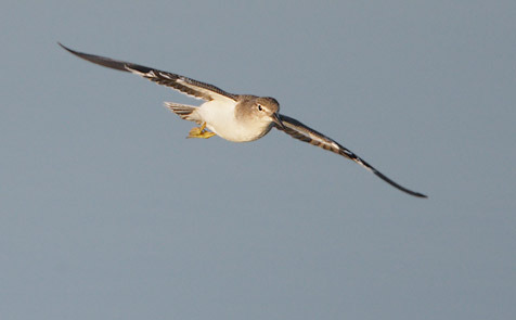 Spotted Sandpiper (Actitis macularius) photo image