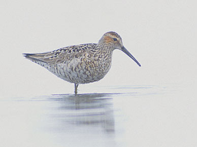 Stilt Sandpiper (Calidris himantopus) photo image