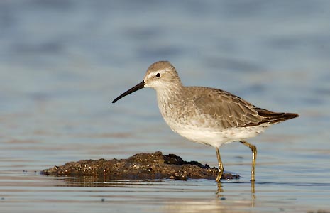 Stilt Sandpiper (Calidris himantopus) photo image