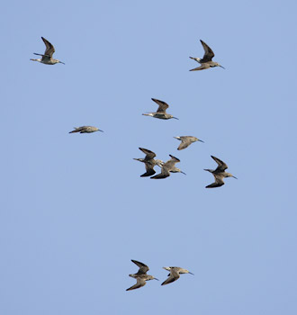 Stilt Sandpiper (Calidris himantopus) photo image