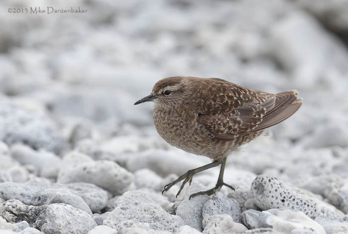 Tuamotu Sandpiper (Aechmorhynchus parvirostris) photo image