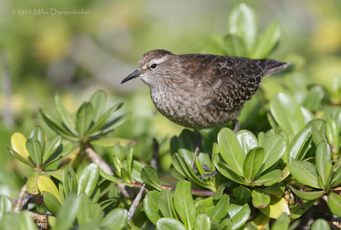 Tuamotu Sandpiper (Aechmorhynchus parvirostris) photo image