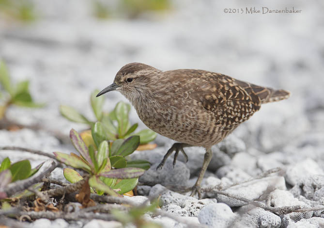 Tuamotu Sandpiper (Aechmorhynchus parvirostris) photo image