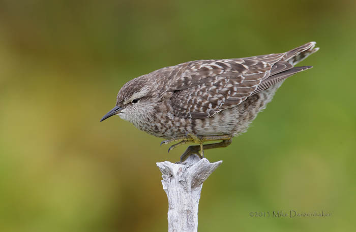 Tuamotu Sandpiper (Aechmorhynchus parvirostris) photo image
