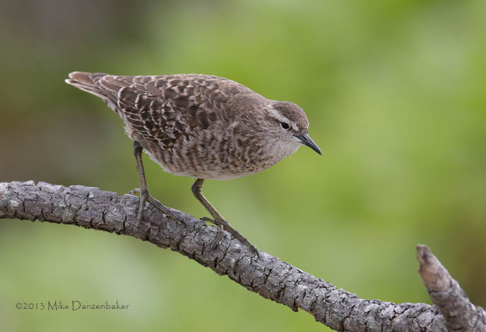 Tuamotu Sandpiper (Aechmorhynchus parvirostris) photo image