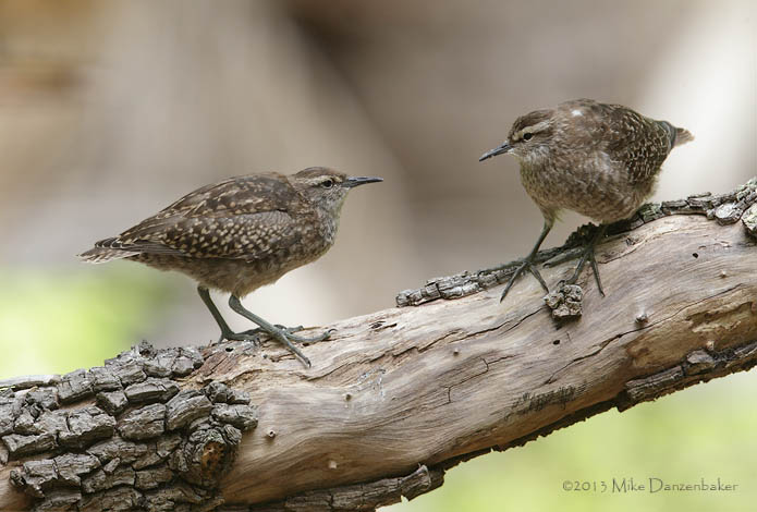 Tuamotu Sandpiper (Aechmorhynchus parvirostris) photo image