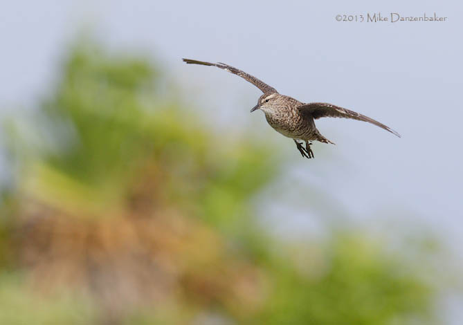 Tuamotu Sandpiper (Aechmorhynchus parvirostris) photo image