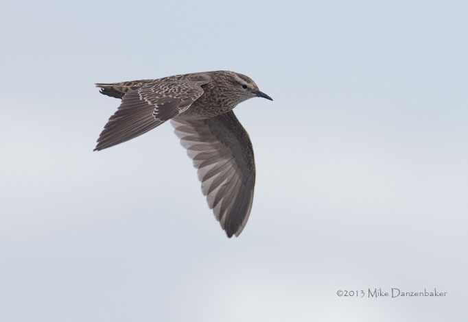 Tuamotu Sandpiper (Aechmorhynchus parvirostris) photo image