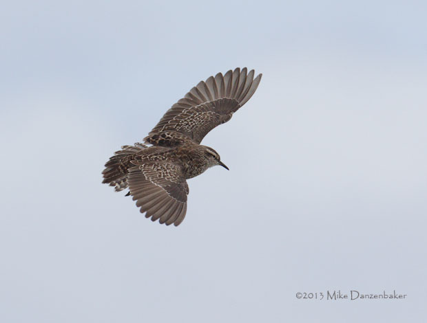 Tuamotu Sandpiper (Aechmorhynchus parvirostris) photo image