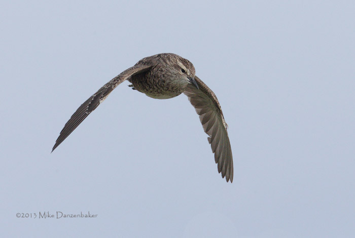 Tuamotu Sandpiper (Aechmorhynchus parvirostris) photo image