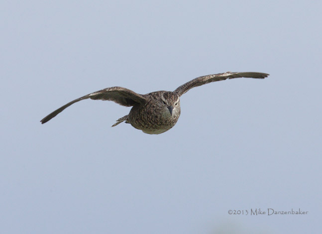 Tuamotu Sandpiper (Aechmorhynchus parvirostris) photo image