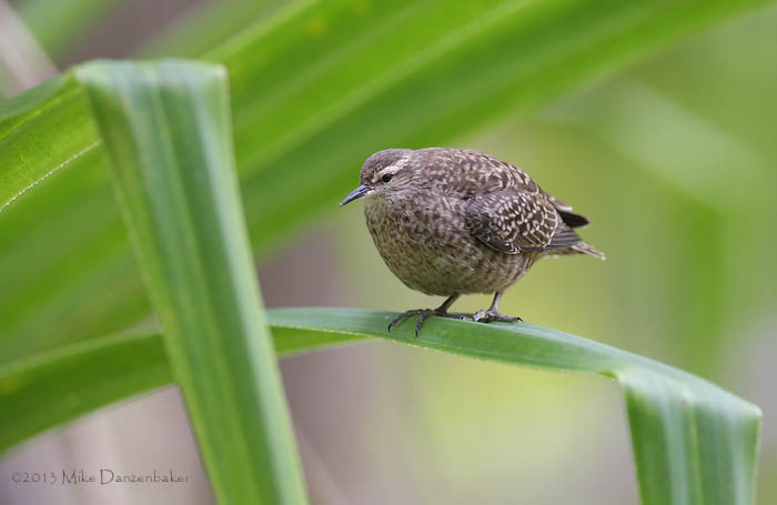 Tuamotu Sandpiper (Aechmorhynchus parvirostris) photo image