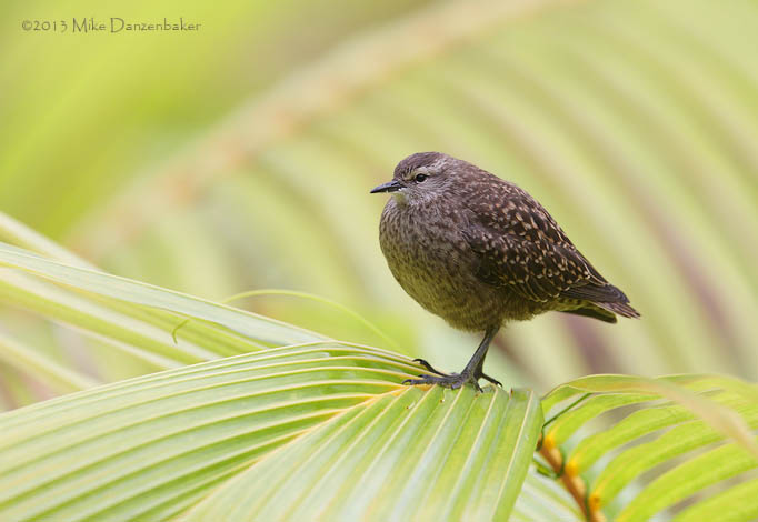 Tuamotu Sandpiper (Aechmorhynchus parvirostris) photo