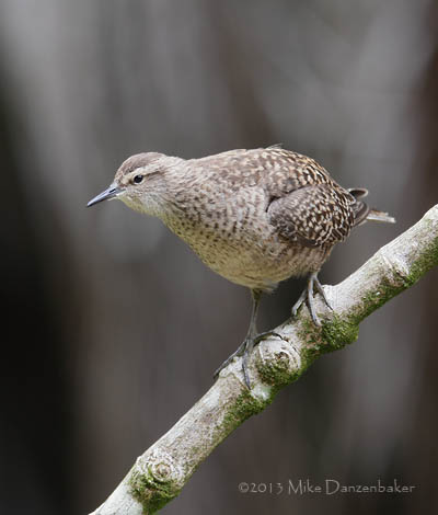 Tuamotu Sandpiper (Aechmorhynchus parvirostris) photo image
