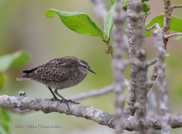 Tuamotu Sandpiper (Aechmorhynchus parvirostris) photo image