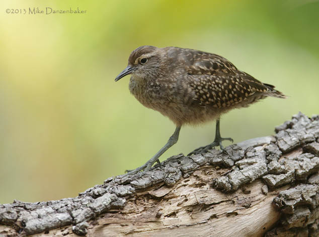 Tuamotu Sandpiper (Aechmorhynchus parvirostris) photo image