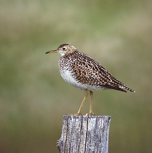 Upland Sandpiper (Bartramia longicauda) photo image