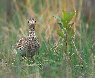Upland Sandpiper (Bartramia longicauda) photo image