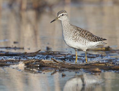 Wood Sandpiper (Tringa glareola) photo image