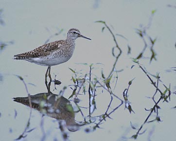 Wood Sandpiper (Tringa glareola) photo image